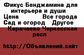 Фикус Бенджамина для интерьера и души › Цена ­ 2 900 - Все города Сад и огород » Другое   . Карачаево-Черкесская респ.